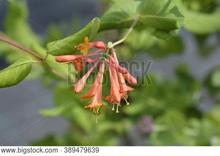 Honeysuckle Dropmore Scarlet Flower Buds - Latin Name - Lonicera X Brownii Dropmore Scarlet