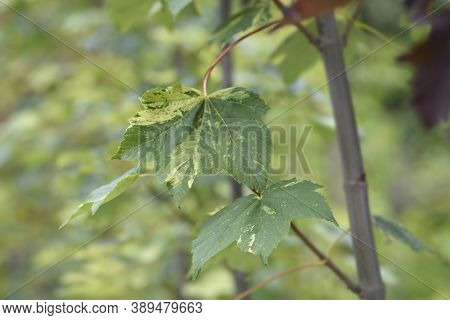Sycamore Leopoldii Leaves - Latin Name - Acer Pseudoplatanus Leopoldii