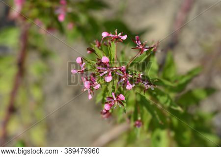 Mosquito Flower - Latin Name - Lopezia Coronata