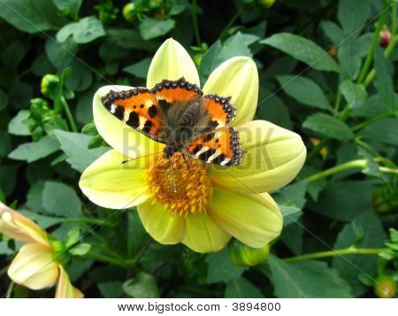 Butterflly