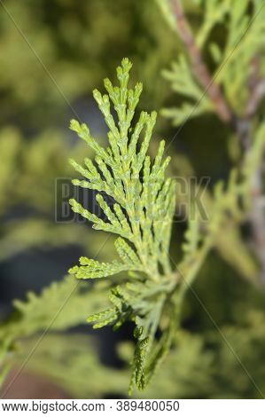 Incense Cedar Pillar - Latin Name - Calocedrus Decurrens Pillar