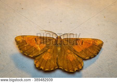 Orange Moth (angerona Prunaria) Macro On The Wall At Night