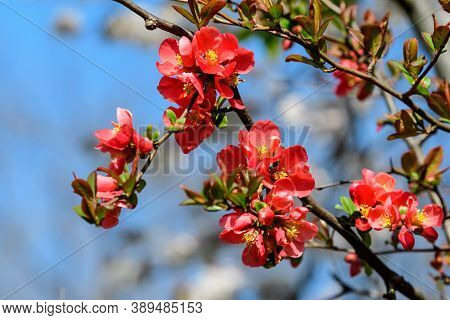 Close Up Delicate Red Flowers Of Chaenomeles Japonica Shrub, Commonly Known As Japanese Quince Or Ma