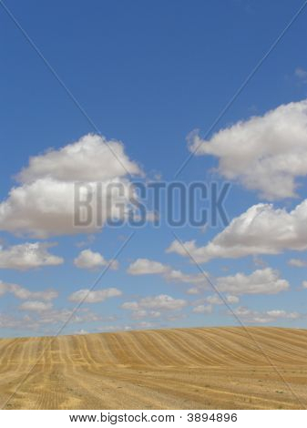 Campo di grano