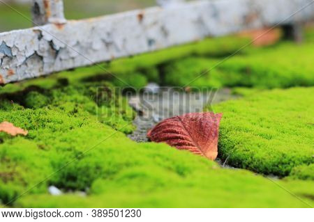 Green Forest Moss With A Yellow Leaf. Yellow Autumn Leaf On A Concrete Parapet Of A Fence Overgrown 