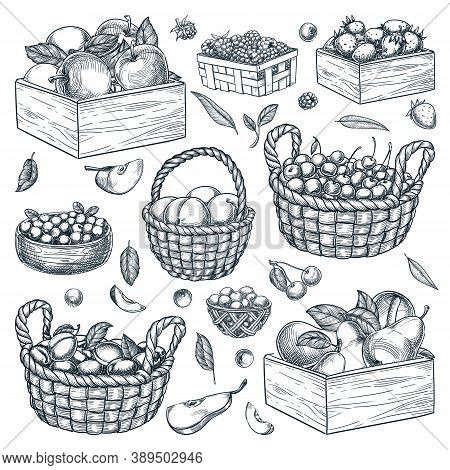 Baskets, Wooden Boxes, Containers With Berries And Fruits On White Background. Hand Drawn Sketch Vec