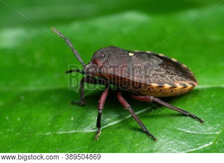 Macro Photography Of Shield Bug On Green Leaf