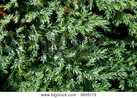 Thuja verde e a gota de água