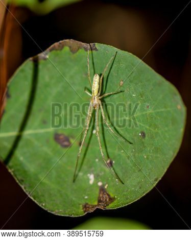 An Extensor Spider, Tetragnatha Extensa, Sits On A Leaf.