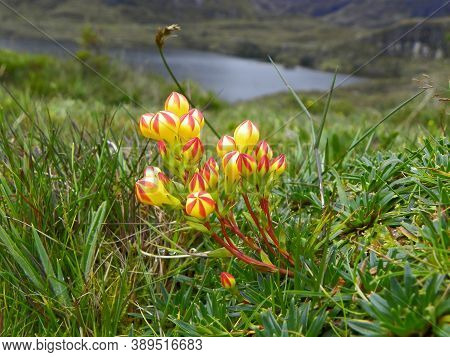 Gentianella Hirculus Is Flower Of Paramo System. Low Herbs Growing Solitary Or In Groups. The Flower