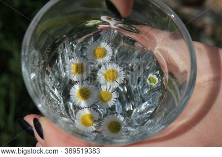 Chamomile Flowers In Transparent Glass Cup With Water