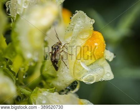 Tarnished Plant Bug (lygus Lineolaris) On A Dewy Wild Flower