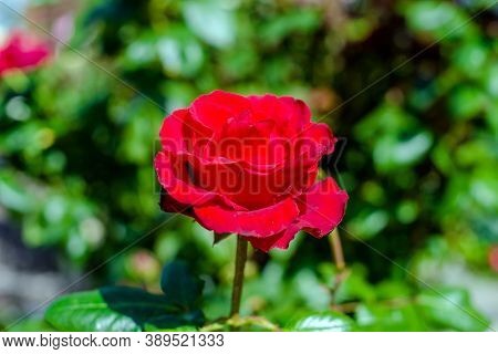 Red Rose Blooms In Summer In The City Park
