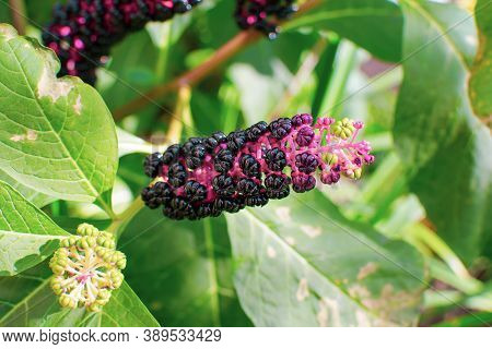 Unusual Beautiful Poisonous Plant American Lakonos Close Up Grows In The Garden