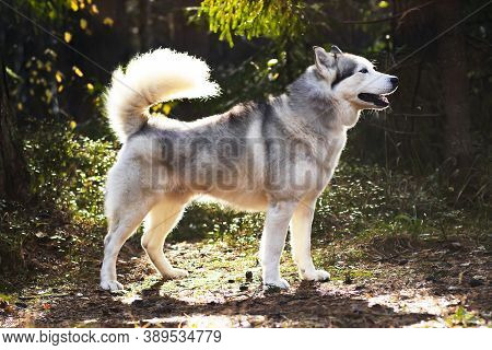 Wolf-like Husky, Full Growth On The Background Of The Forest. Canadian, Northern Dog.