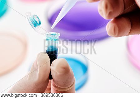 Scientist Uses A Pipette For Collection A Media From Eppendorf Tube And Transfer It To Petri Dish Fo