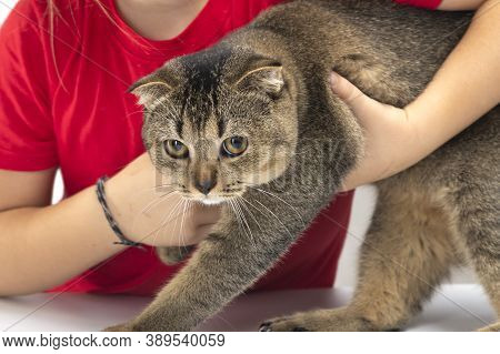 Scottish Fold Cat Lying On Lap Happily. Cute Cat Sleeping On The Lap Of The Girl And Happy. Cat On H
