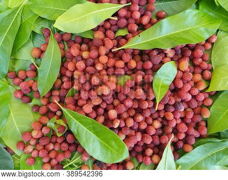 Fruit Photography - Red Color Fruit Isolated, Macro Shot Of Myrica Esculenta (kafal) Fruit In Himach