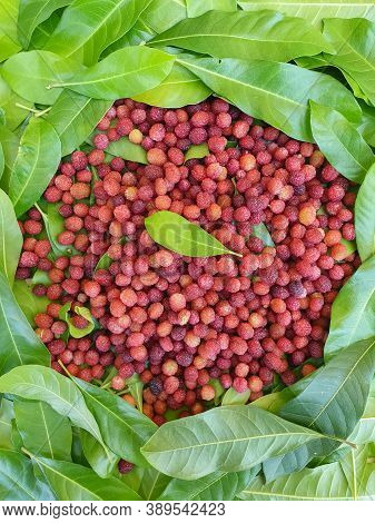 Natural Fruit - High Angle View Of Myrica Esculenta (kafal) With Leaves In Hilly Region Of India, Ka