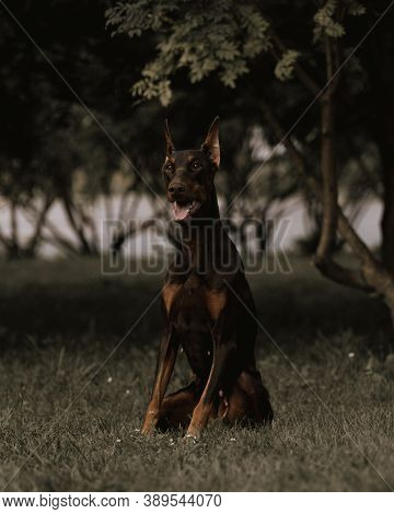 Doberman Is Sitting In The Park Under A Tree. The Brown Doberman Pinscher Performs The 