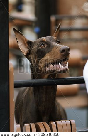 Doberman Portrait. Doberman On The Training Ground. Doberman Pinscher Brown. Close-up Portrait Of A 