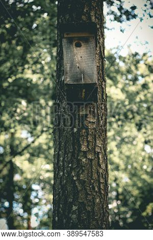 Wooden Birdhouse Hangt On Pine Tree Trunk In The Forest
