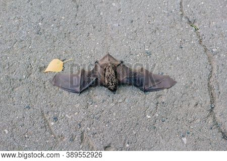 The Bat Lies On The Asphalt. A Mouse With Black Wings Fell To The Ground. Disease Carrier