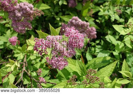 Close Shot Of Pink Flowers Of Japanese Meadowsweet In June