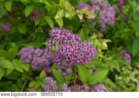 Closeup Of Pink Flowers Of Japanese Meadowsweet In June