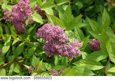 Clusters Of Pink Flowers Of Japanese Meadowsweet In June