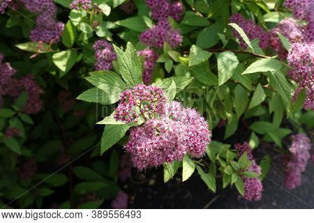 Dense Cluster Of Pink Flowers Of Japanese Meadowsweet In June