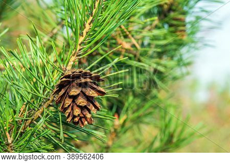 Single Closed Brown Lodgepole Pinecone On Pine Branch With Green Needles In Forest Of Mountains