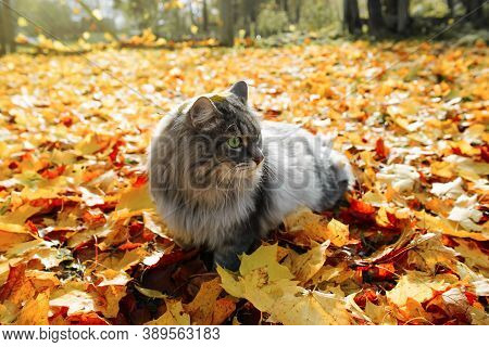 Gray Fluffy Cat With Green Eyes. Portrait Of A Cat In The Open Air, Autumn Fallen Leaves