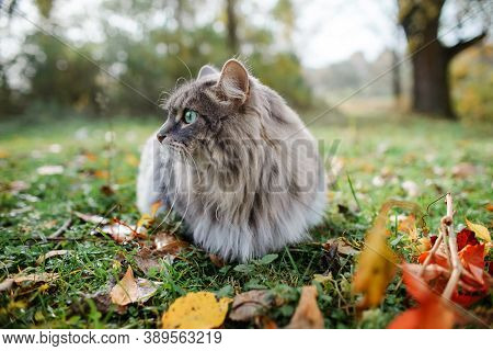The Cat Is Looking To The Side And Sits On A Green Lawn. Portrait Of A Fluffy, Gray Cat With Green E