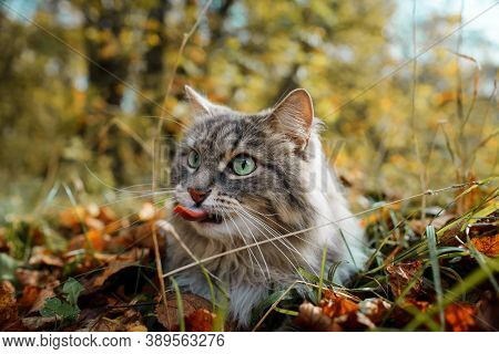 The Cat Shows Its Tongue Close-up. Portrait Of A Fluffy, Gray Cat With Green Eyes, Outdoors In The F