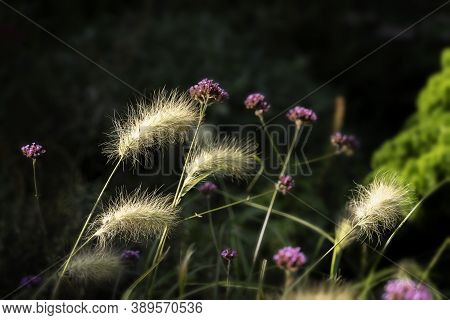 Yellow Grass With Fluffy Ears, Dark Backgrop. Concept Of Colorful Nature, Seasons, Environment, Ecol