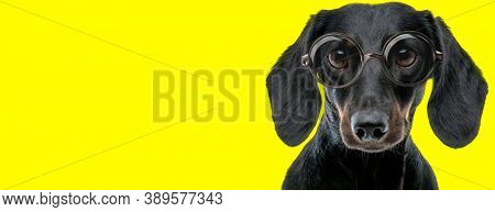 adorable teckel dachshund dog with big eyes wearing glasses on yellow background