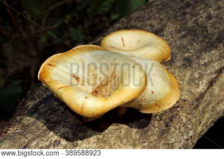 Close-up view of a funnel woodcap tree fungus (Lentinus sajor-caju), South Africa