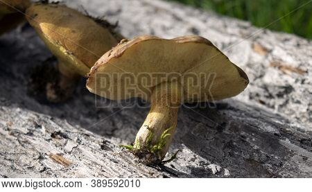 The Collected Mushrooms Are Laid Out On A Wooden Texture. Autumn Still Life. Soft Light.