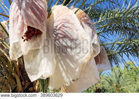 Date Fruit Wrapped Around With Cloth To Protect The Dates From The Elements On Date Palm Trees At An