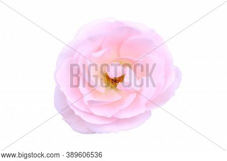 Pink Flower Of Rose Isolated On A White Background