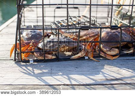 A Close Up Of Male Dungeness Crabs In A Crab Trap Sitting On A Dock In Sechelt, British-columbia