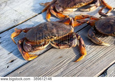 Looking down at the carapace of a male Dungeness crab in a crab trap on a wharf in Sechelt, British-