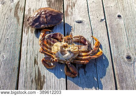 Looking Down At The Carapace Of A Male Dungeness Crab In A Crab Trap On A Wharf In Sechelt, British-
