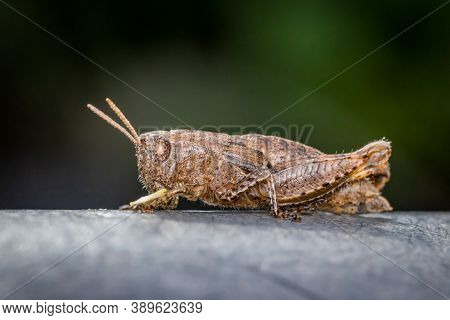 Short-horned Grasshopper (pezotettix Giornae) In The Garden