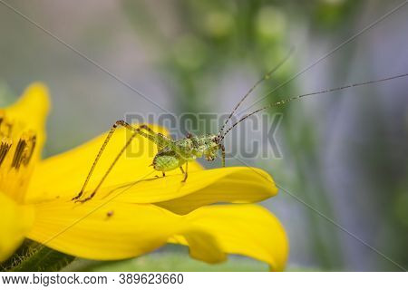 Speckled Bush-cricket (leptophyes Punctatissima) On Sunflower In The Garden