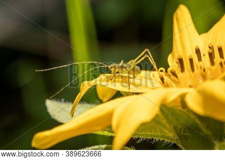 Speckled Bush-cricket (leptophyes Punctatissima) On Sunflower In The Garden