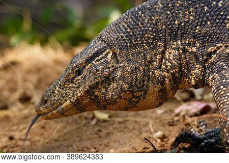 The Water Monitor (varanus Salvator), Portrait.portrait Of A Large Spotted Monitor Lizard On Yellow 