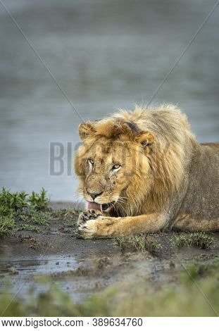 Vertical Portrait Of A Male Lion With Big Mane Lying At The Edge Of Water Licking Its Paw In Ndutu I