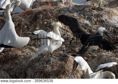 Northern Gannet With Spreadout Wings Landing Near His Mate In A Breeding Colony At Cliffs Of Helgola